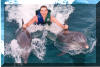 Dolphin Discovery at Isla Mujeres (performing "the pull")